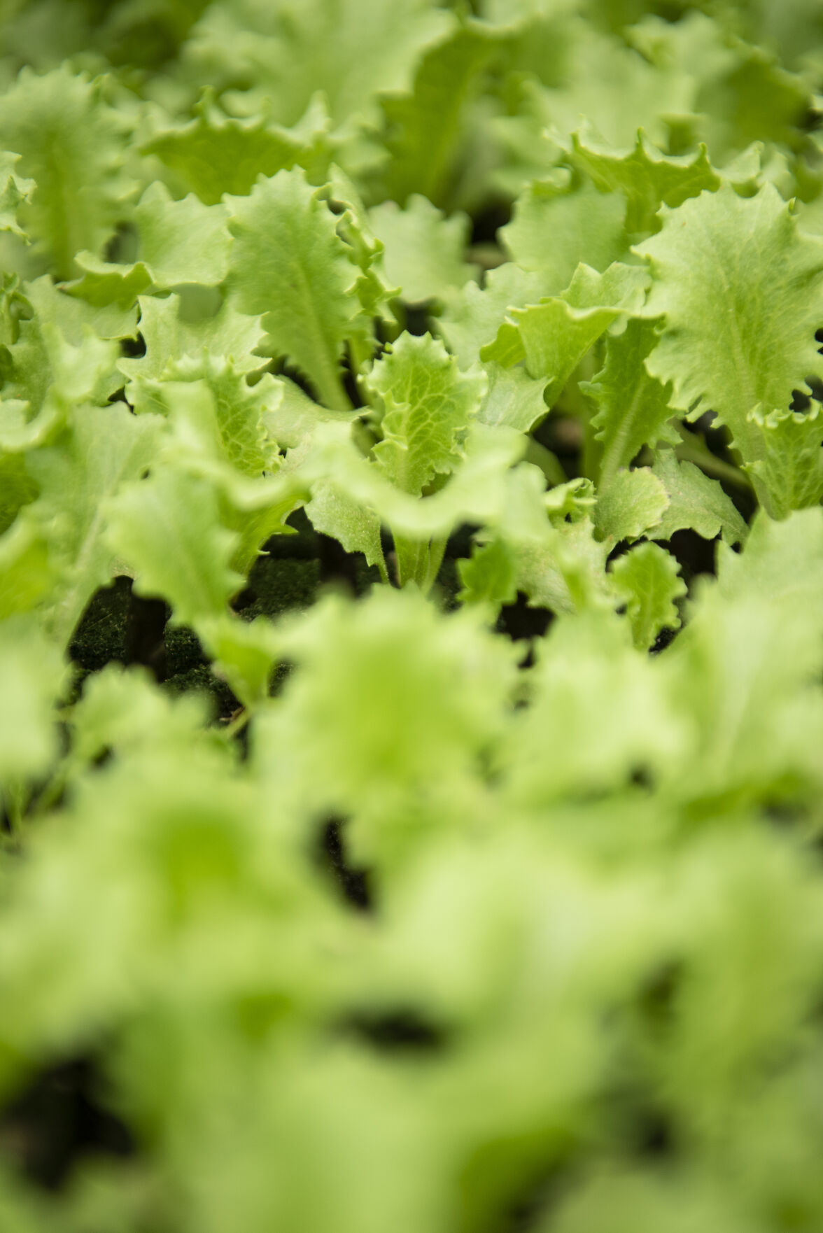 Hydroponic Greenhouse